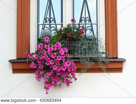 Beautiful Red Petunias, Lat. Petunia Atkinsiana, In The Flower Box. Petunia, Geranium And Green Plan