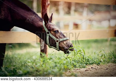 The Foal Of A Sports Horse Is Drawn To The Grass. A Foal Of A Sports Horse Eats Grass. Portrait Of A