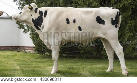 Bull-producer In The Show Rack. Images For The Agricultural Catalog. Production Of Sperm For Insemin