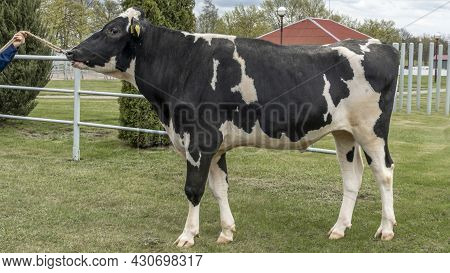 Bull-producer In The Show Rack. Images For The Agricultural Catalog. Production Of Sperm For Insemin