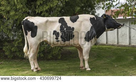 Bull-producer In The Show Rack. Images For The Agricultural Catalog. Production Of Sperm For Insemin