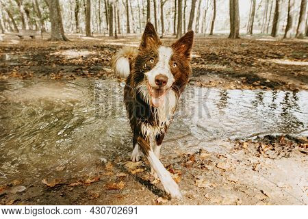 Dirty And Happy Border Collie Dog Playing In A Mud Puddle On Summer And Spring Season