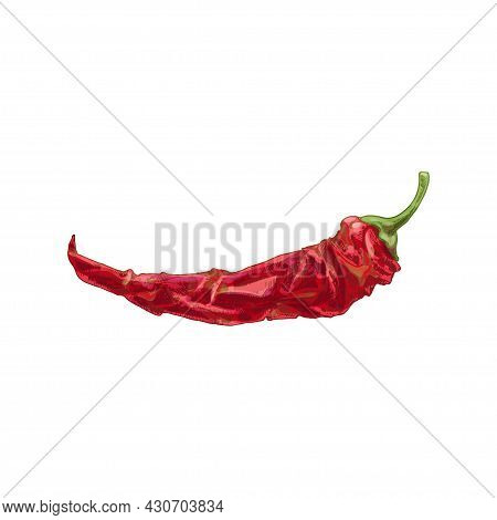 Whole Dry Pepper Chilli. Vintage Hatching Vector Color Illustration. Isolated On White Background. H