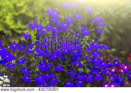 Lobelia Erinus Long-stemmed Is Perennial Herb, Small Purple Flowers, Selective Focus