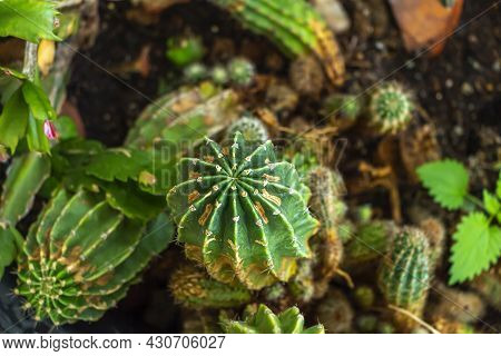 Flowerbed With Many Diversity Cacti And Other Ornamental Plants, Echinopsis Tubal (echinopsis Tubifl