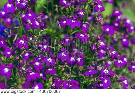 Lobelia Erinus Long-stemmed Is Perennial Herb, Small Purple Flowers, Out Of Focus