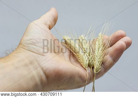 Yellow Ripe Ears Of Rye Of The New Harvest In The Hand Of A Grain Grower.
