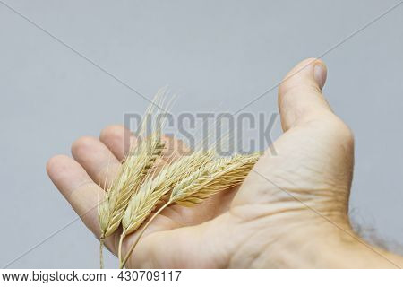 Yellow Ripe Ears Of Rye Of The New Harvest In The Hand Of A Grain Grower.