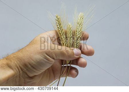 Yellow Ripe Ears Of Rye Of The New Harvest In The Hand Of A Grain Grower.