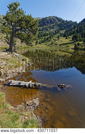 Dead Trunk On  Achard Lake In Chamrousse Resort, Belledonne Range, French Alps