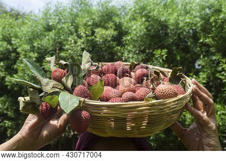 Female Holding Lychees Fruit In Wicker Bamboo Basket. Litchi Fruits Bunch With Stems Of Leechi Leave