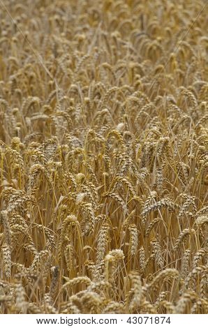 Grainfield