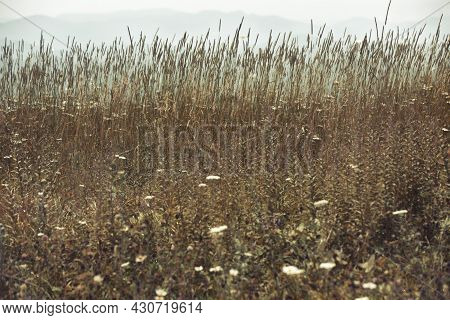 Grass And Wildflowers On Whitetop Mountain In Virginia