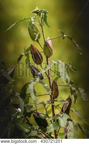 Abelmoschus Moschatus Muskmallow Plant Close Up Photo.