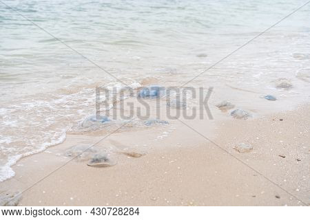Many Dead Jellyfish On Sea Beach Shallow Water Cornerot And Aurelia Jellyfish On The Sandy Shore And