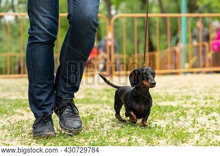 Obedient Dachshund Puppy On A Leash Runs With Handler On Green Grass Participating In Competitions D