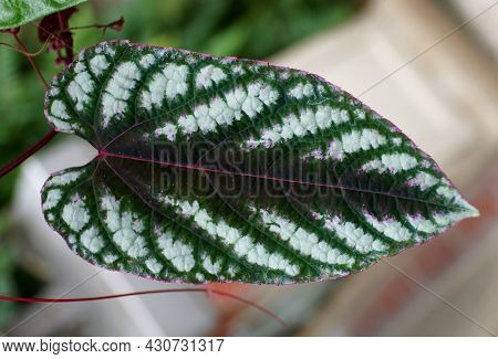 Close Up Of Cissus Discolor Leaf, Also Known As Cissus Javana