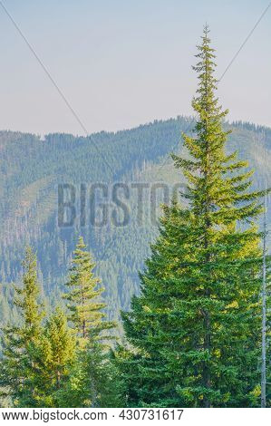 Fir Trees In The Mountains Of Siskiyou National Forest Of Oregon