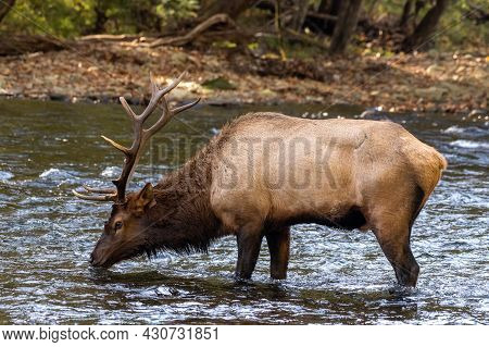 Bull Elk Stops For A Drink In River