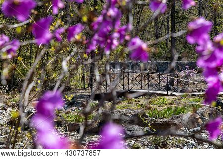 A Small Bridge In The Park Without A River Among Trees And Flowers. High Quality Photo
