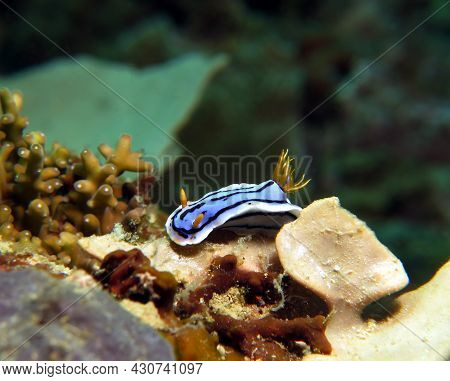 A Chromodoris Lochi Nudibranch Boracay Island Philippines