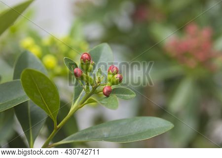 Flower Bud Of Golden Penda, Expo Gold In The Garden.