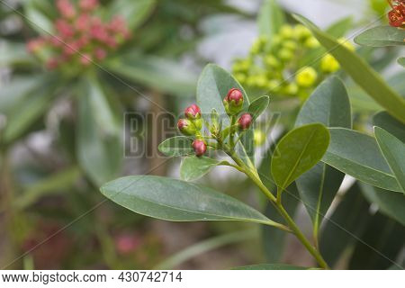 Flower Bud Of Golden Penda, Expo Gold In The Garden.