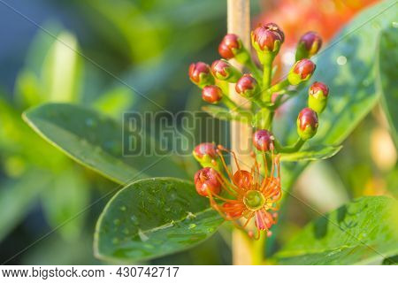 Flower Bud Of Golden Penda, Expo Gold In The Garden.