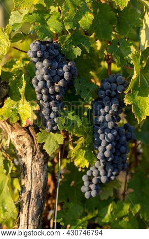 Close Up Of Red Merlot Grapes In Vineyard. Medoc, Gironde, Aquitaine. France