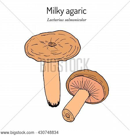 Milky Agaric Lactarius Salmonicolor , Edible And Medicinal Mushroom. Hand Drawn Botanical Vector Ill
