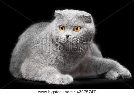Gatto Scottish Fold blu su sfondo nero