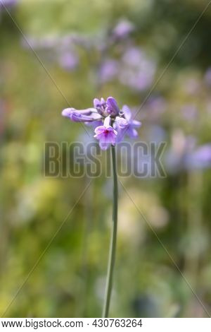 Society Garlic Flowers - Latin Name - Tulbaghia Violacea