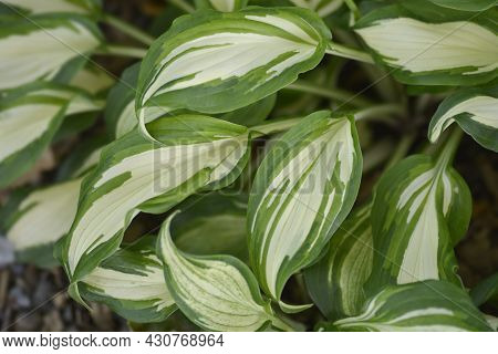 One-striped Wavy Plantain Lily - Latin Name - Hosta Undulata Var. Univittata