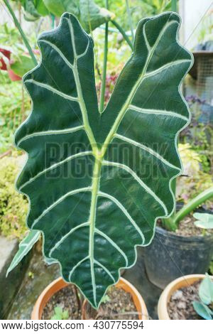 Heart Shaped Plant Leaf. Leaf With Wavy Edges. Leaf With Light And Pale Yellow Midrib And Veins. An 
