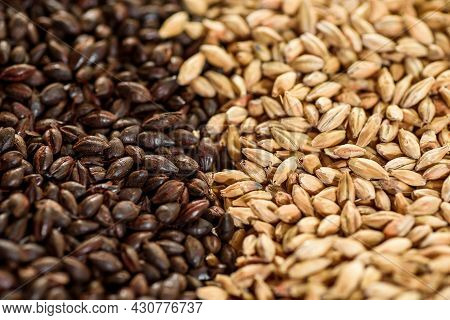 Malted Grain Close Up. Mixed Varieties Of Malted Grain On A Gray Background. Close-up. Top View. Fla