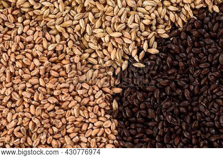 Malted Grain Close Up. Mixed Varieties Of Malted Grain On A Gray Background. Close-up. Top View. Fla