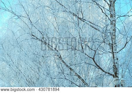 Beautiful Birch Tree Completely Covered Snow On Blue Sky Background.