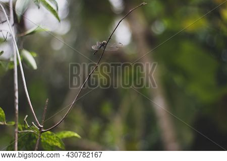 A Dragonfly Perched On A Branch Of A Shrub In A Field At Noon