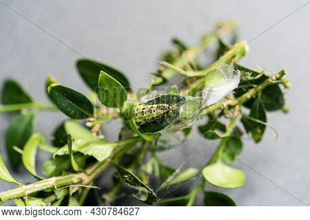 The Green Boxwood Moth Caterpillar Cydalima Perspectalis