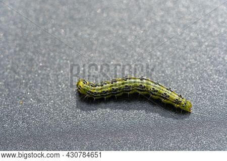 The Green Boxwood Moth Caterpillar Cydalima Perspectalis