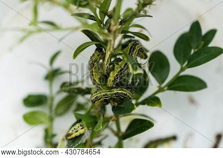The Green Boxwood Moth Caterpillar Cydalima Perspectalis
