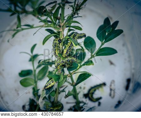 The Green Boxwood Moth Caterpillar Cydalima Perspectalis