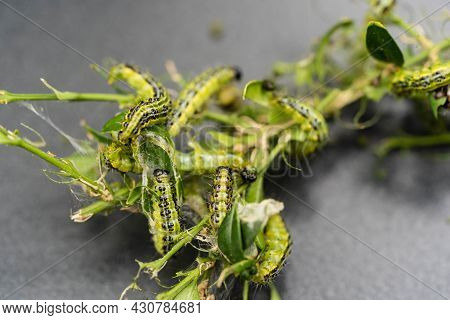 The Green Boxwood Moth Caterpillar Cydalima Perspectalis