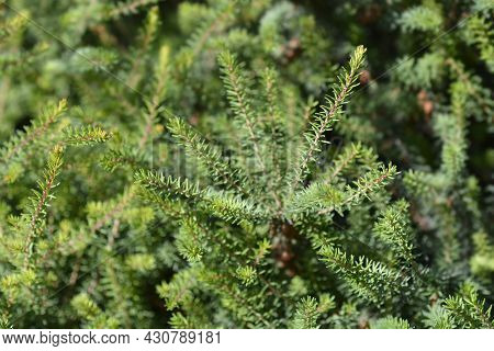 Darley Dale Heath Leaves - Latin Name - Erica * Darleyensis Darley Dale