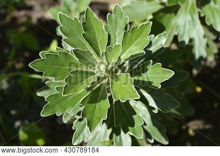 Gold And Silver Chrisanthemum Leaves - Latin Name - Ajania Pacifica