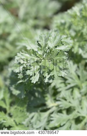 Common Wormwood Leaves - Latin Name - Artemisia Absinthium