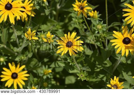 Deams Coneflowers - Latin Name - Rudbeckia Fulgida Var. Deamii (syn. Rudbeckia Deamii)