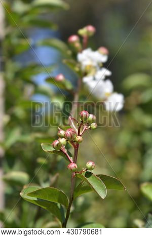 Crepe Myrtle White Sensation Flower Buds - Latin Name - Lagerstroemia Indica White Sensation