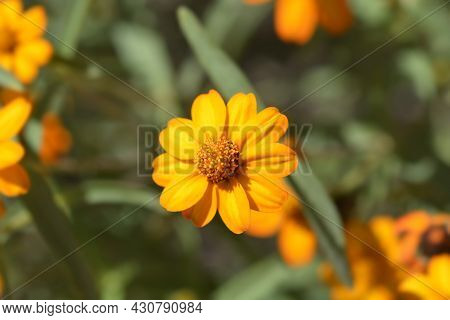 Orange Narrowleaf Zinnia - Latin Name - Zinnia Angustifolia