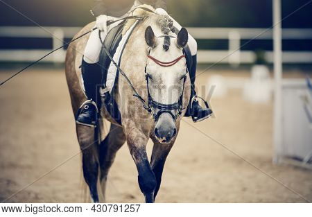 Equestrian Sport. Portrait Sports Stallion In The Double Bridle.the Legs Of The Rider In The Stirrup